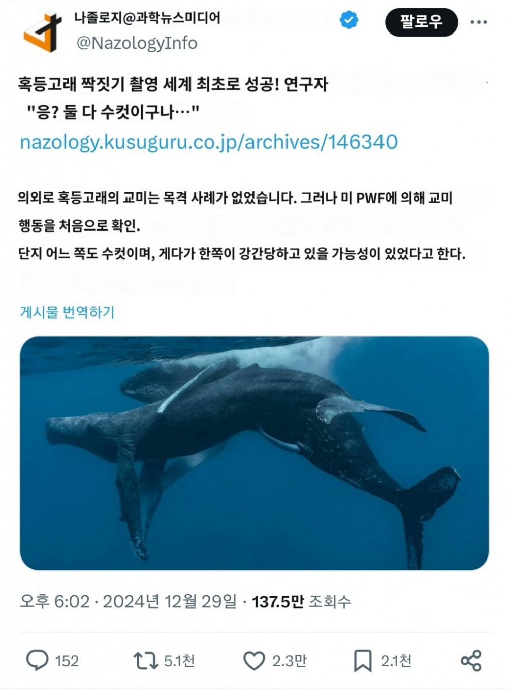 혹등고래의 짝짓기 촬영을 세계 최초로 성공 논란_1.jpg